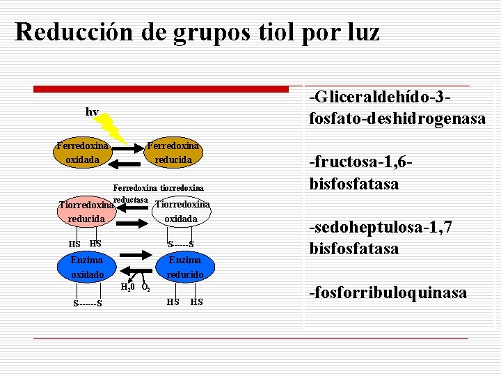 Reducción de grupos tiol por luz -Gliceraldehído-3 fosfato-deshidrogenasa hv Ferredoxina reducida Ferredoxina oxidada Ferredoxina