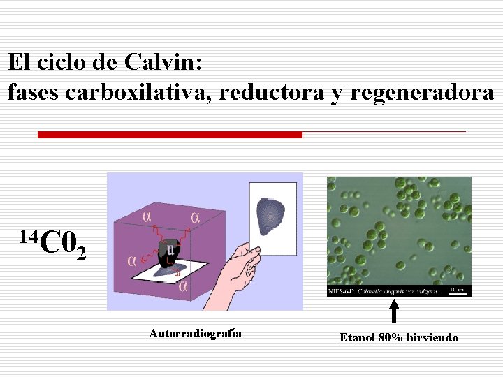 El ciclo de Calvin: fases carboxilativa, reductora y regeneradora 14 C 0 2 Autorradiografía