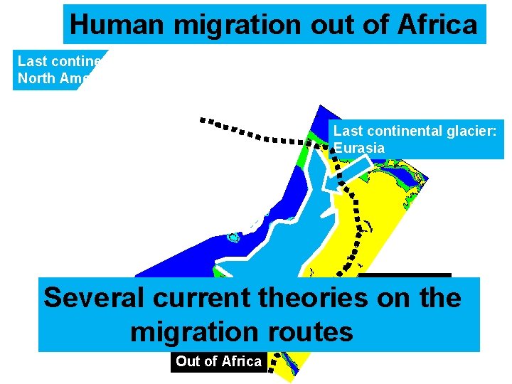 Human migration out of Africa Last continental glacier: North America Last continental glacier: Eurasia