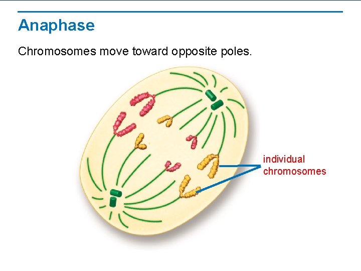 Anaphase Chromosomes move toward opposite poles. individual chromosomes 