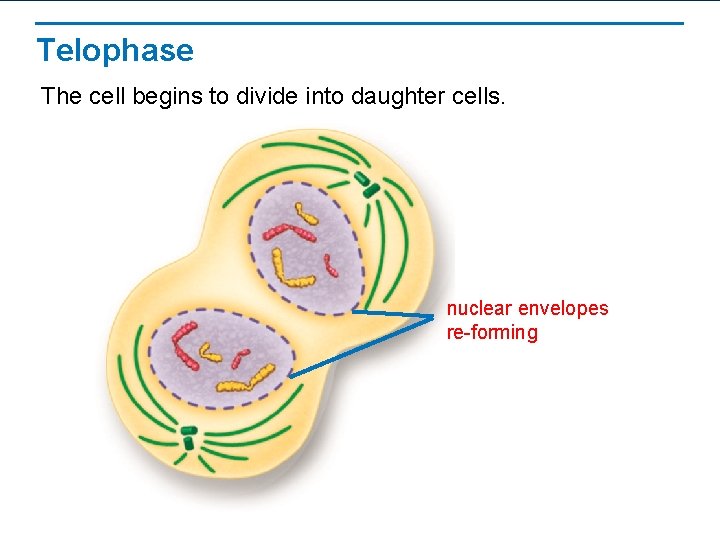 Telophase The cell begins to divide into daughter cells. nuclear envelopes re-forming 