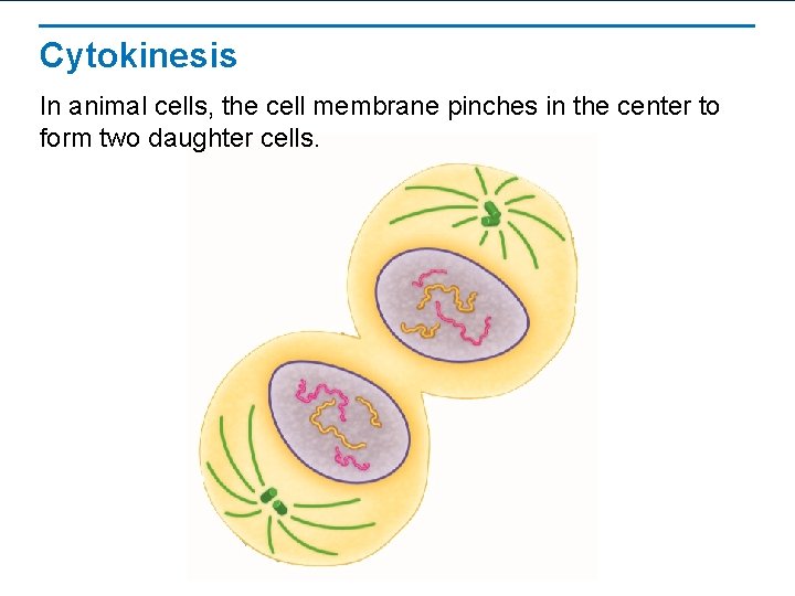 Cytokinesis In animal cells, the cell membrane pinches in the center to form two