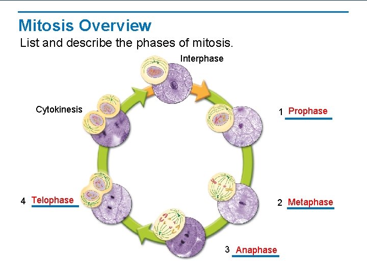 Mitosis Overview List and describe the phases of mitosis. Interphase Cytokinesis 1 Prophase 4