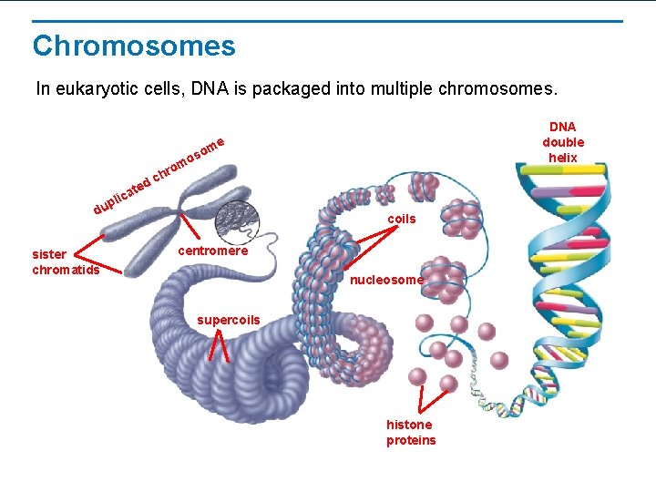 Chromosomes In eukaryotic cells, DNA is packaged into multiple chromosomes. DNA double helix me