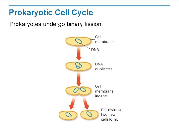 Prokaryotic Cell Cycle Prokaryotes undergo binary fission. 