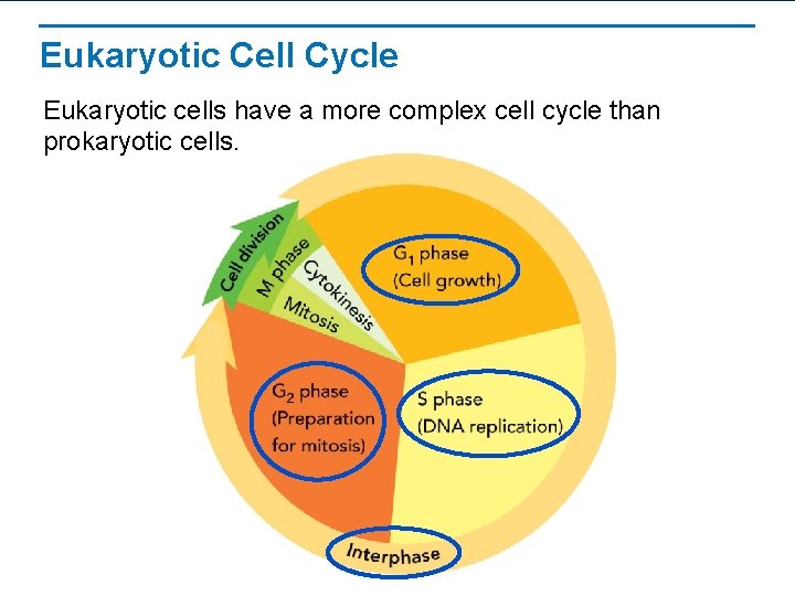 Eukaryotic Cell Cycle Eukaryotic cells have a more complex cell cycle than prokaryotic cells.