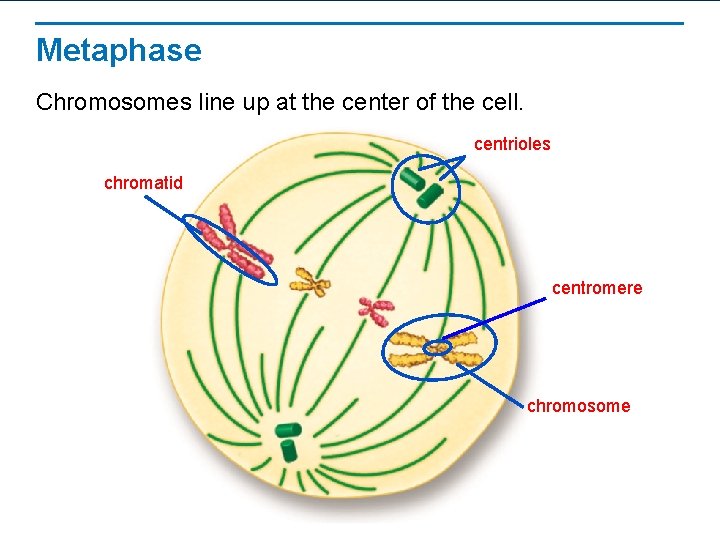 Metaphase Chromosomes line up at the center of the cell. centrioles chromatid centromere chromosome