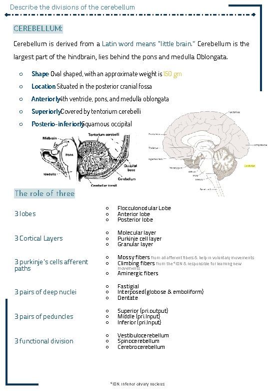 Describe the divisions of the cerebellum CEREBELLUM: Cerebellum is derived from a Latin word