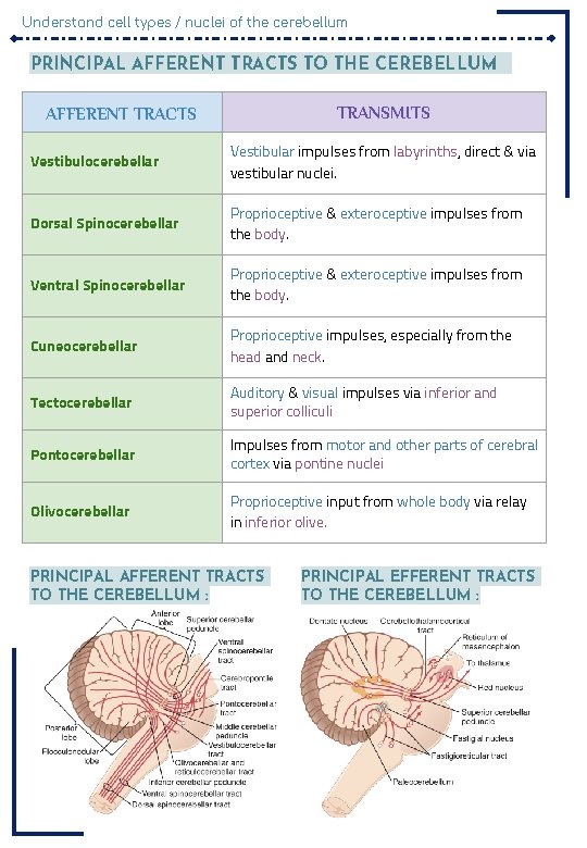 Understand cell types / nuclei of the cerebellum PRINCIPAL AFFERENT TRACTS TO THE CEREBELLUM