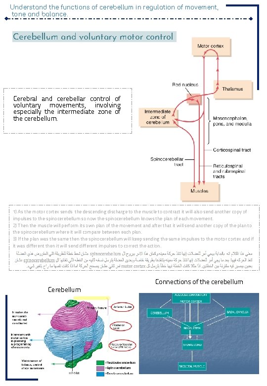 Understand the functions of cerebellum in regulation of movement, tone and balance. Cerebellum and