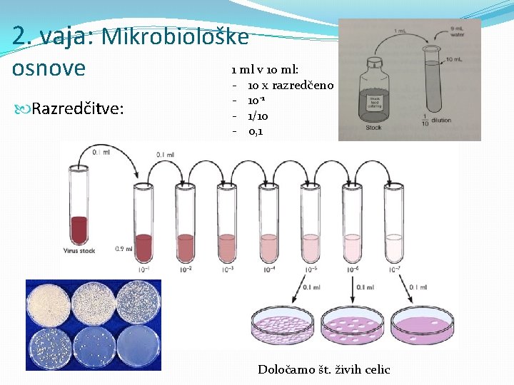 2. vaja: Mikrobiološke osnove Razredčitve: 1 ml v 10 ml: - 10 x razredčeno