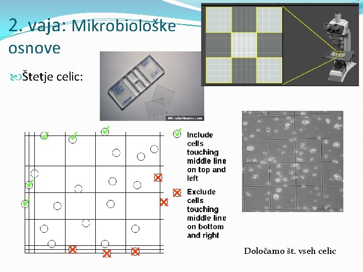 2. vaja: Mikrobiološke osnove Štetje celic: Določamo št. vseh celic 
