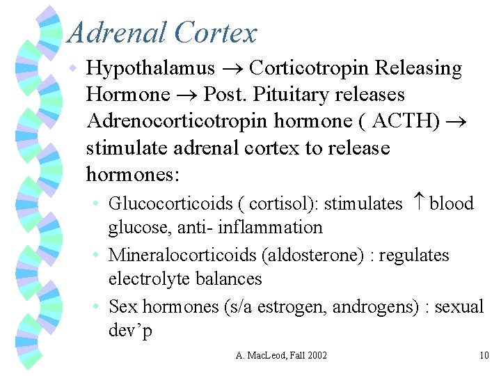 Adrenal Cortex w Hypothalamus Corticotropin Releasing Hormone Post. Pituitary releases Adrenocorticotropin hormone ( ACTH)