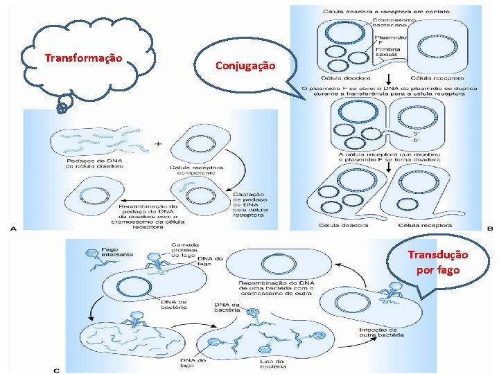 Transformação Conjugação Transdução por fago 