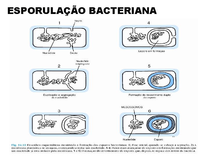 ESPORULAÇÃO BACTERIANA 