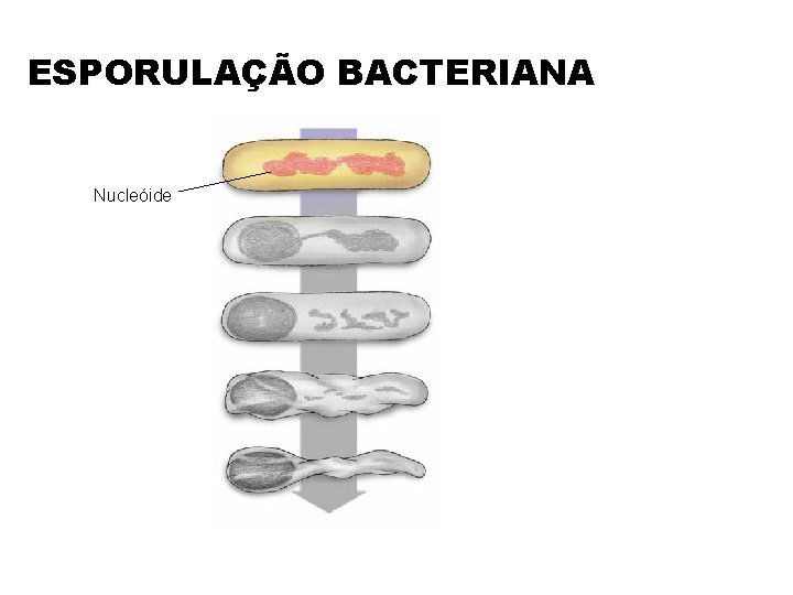ESPORULAÇÃO BACTERIANA Nucleóide 