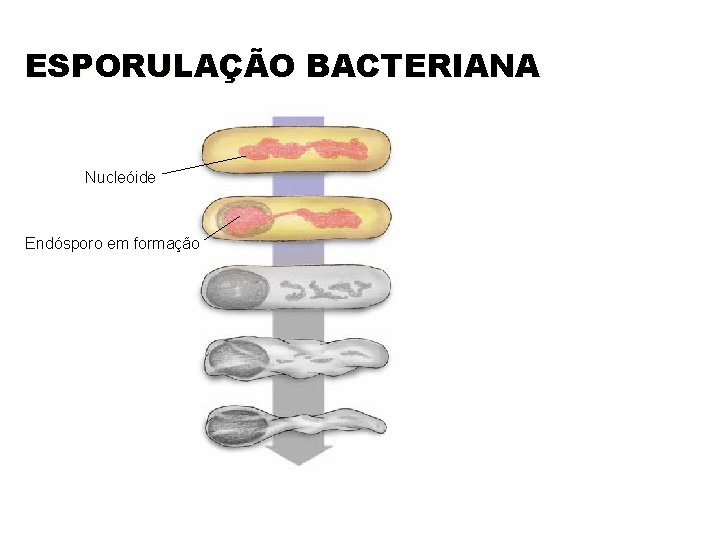 ESPORULAÇÃO BACTERIANA Nucleóide Endósporo em formação 