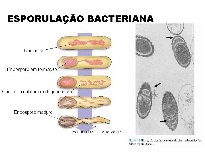 ESPORULAÇÃO BACTERIANA Nucleóide Endósporo em formação Conteúdo celular em degeneração Endósporo maduro Parede bacteriana