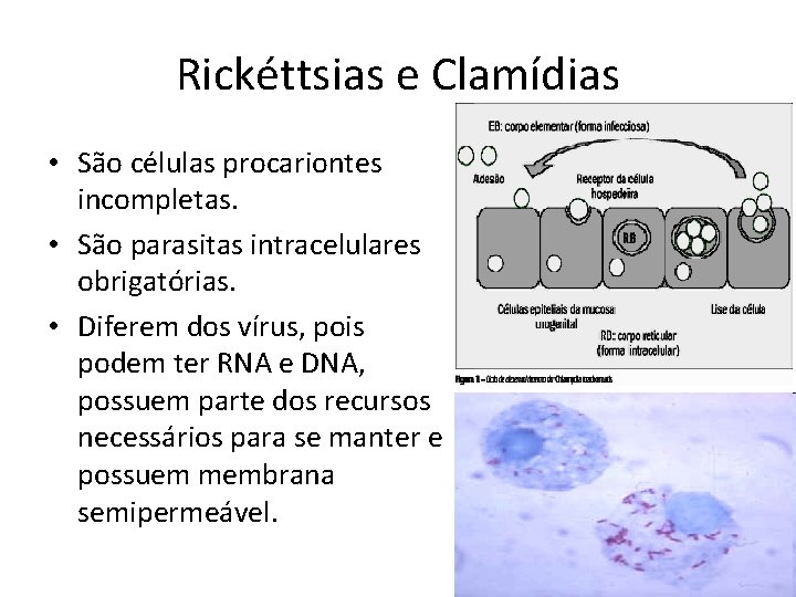 Rickéttsias e Clamídias • São células procariontes incompletas. • São parasitas intracelulares obrigatórias. •