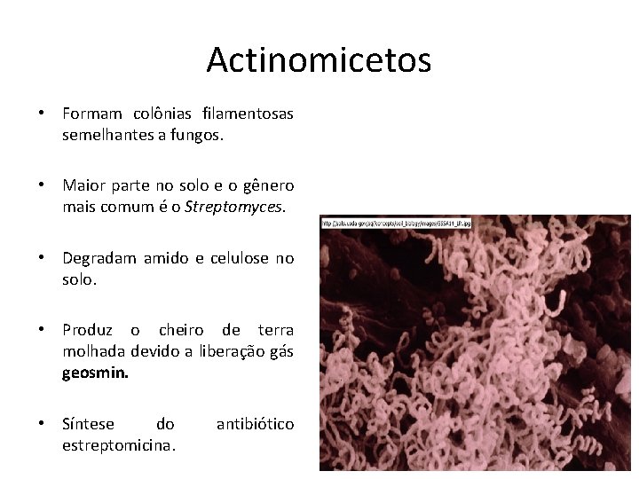 Actinomicetos • Formam colônias filamentosas semelhantes a fungos. • Maior parte no solo e