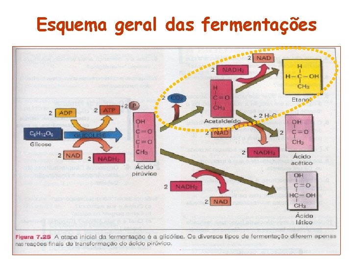 Esquema geral das fermentações 