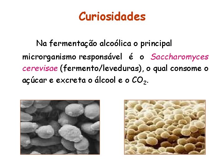 Curiosidades Na fermentação alcoólica o principal microrganismo responsável é o Saccharomyces cerevisae (fermento/leveduras), o