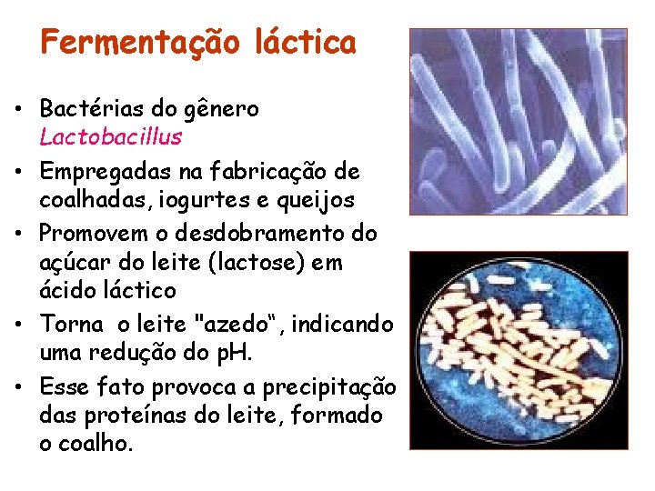 Fermentação láctica • Bactérias do gênero Lactobacillus • Empregadas na fabricação de coalhadas, iogurtes