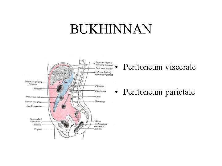 BUKHINNAN • Peritoneum viscerale • Peritoneum parietale 