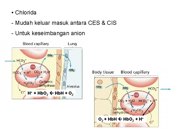  • Chlorida - Mudah keluar masuk antara CES & CIS - Untuk keseimbangan