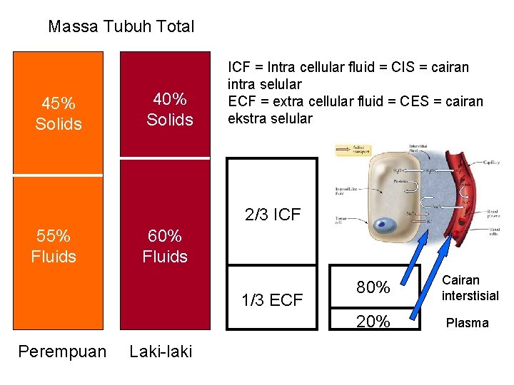 Massa Tubuh Total 45% Solids 40% Solids ICF = Intra cellular fluid = CIS