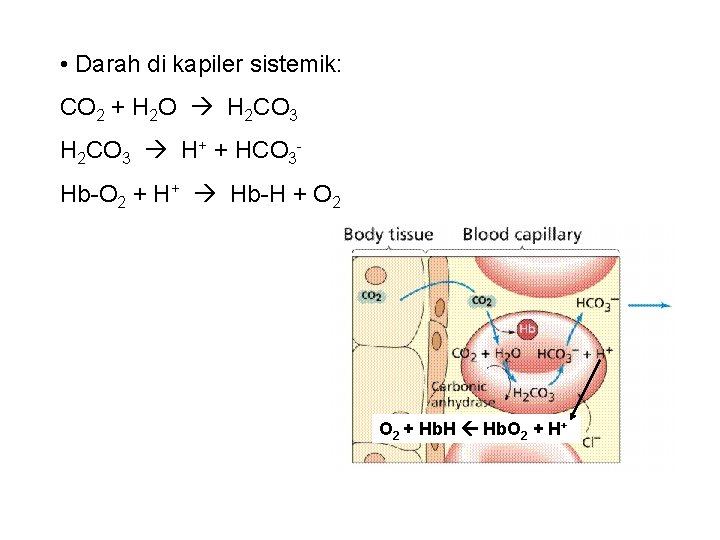  • Darah di kapiler sistemik: CO 2 + H 2 O H 2