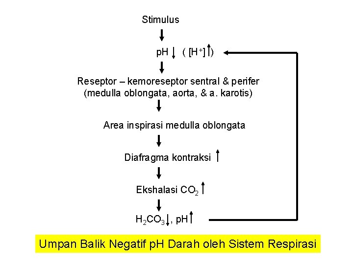 Stimulus p. H ( [H+] ) Reseptor – kemoreseptor sentral & perifer (medulla oblongata,