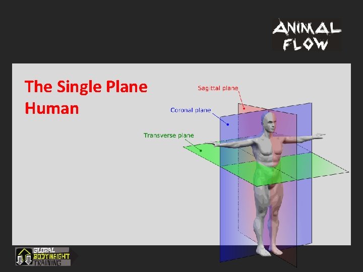 The Single Plane Human 