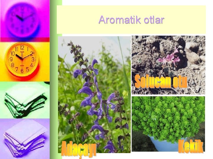 Aromatik otlar 