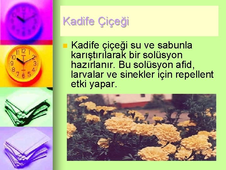 Kadife Çiçeği n Kadife çiçeği su ve sabunla karıştırılarak bir solüsyon hazırlanır. Bu solüsyon