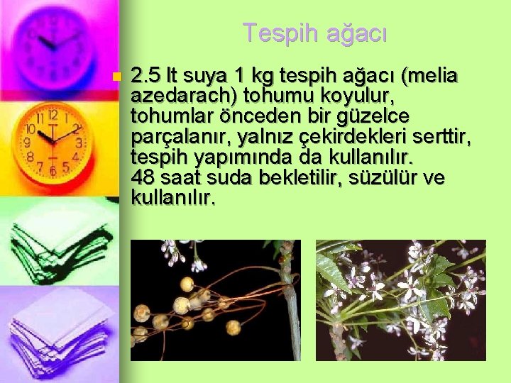 Tespih ağacı n 2. 5 lt suya 1 kg tespih ağacı (melia azedarach) tohumu