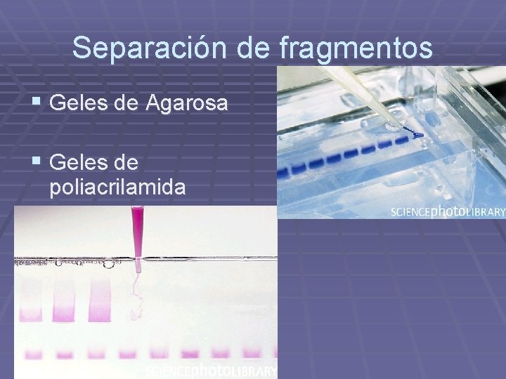 Separación de fragmentos § Geles de Agarosa § Geles de poliacrilamida 