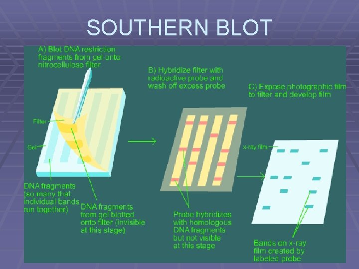 SOUTHERN BLOT 