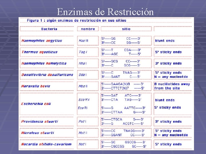 Enzimas de Restricción 