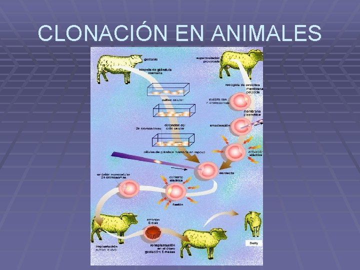 CLONACIÓN EN ANIMALES 