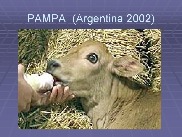 PAMPA (Argentina 2002) 