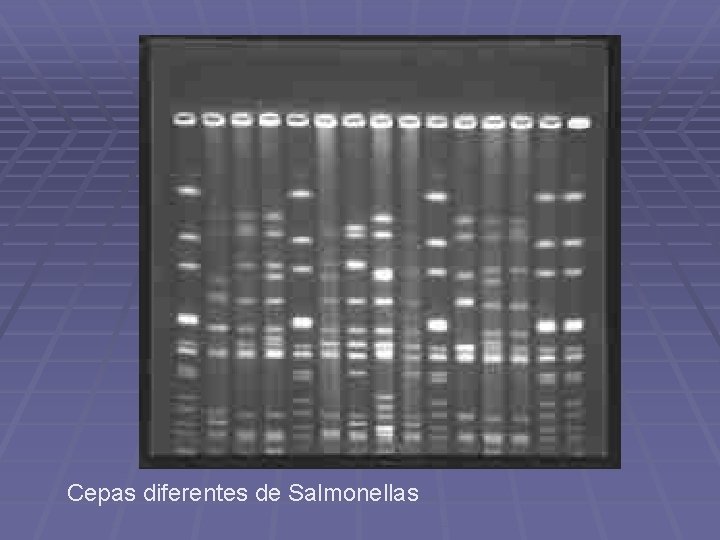 Cepas diferentes de Salmonellas 