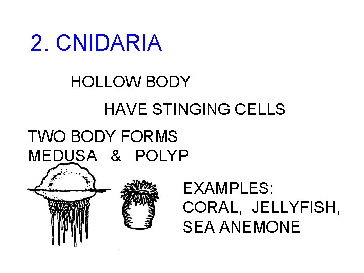 2. CNIDARIA HOLLOW BODY HAVE STINGING CELLS TWO BODY FORMS MEDUSA & POLYP EXAMPLES:
