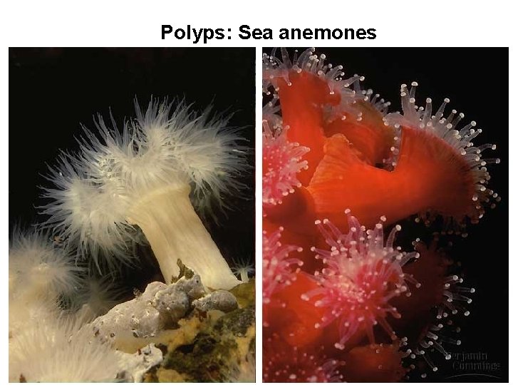 Polyps: Sea anemones 