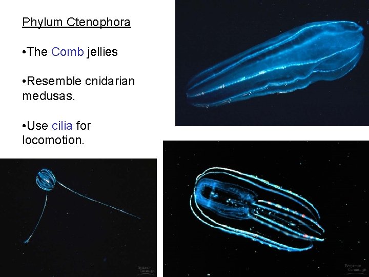 Phylum Ctenophora • The Comb jellies • Resemble cnidarian medusas. • Use cilia for