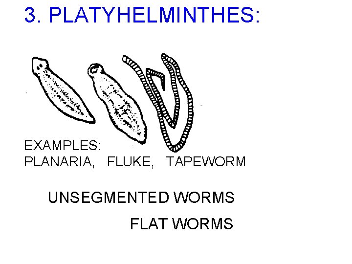 3. PLATYHELMINTHES: EXAMPLES: PLANARIA, FLUKE, TAPEWORM UNSEGMENTED WORMS FLAT WORMS 