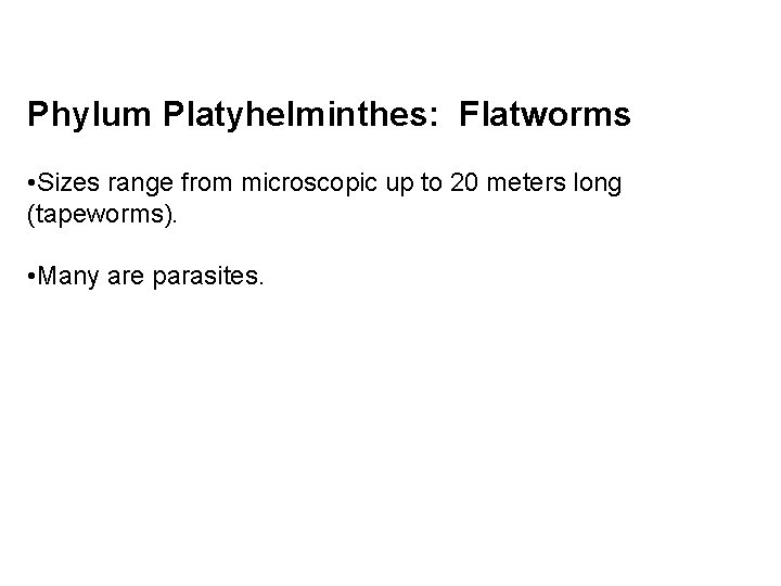 Phylum Platyhelminthes: Flatworms • Sizes range from microscopic up to 20 meters long (tapeworms).