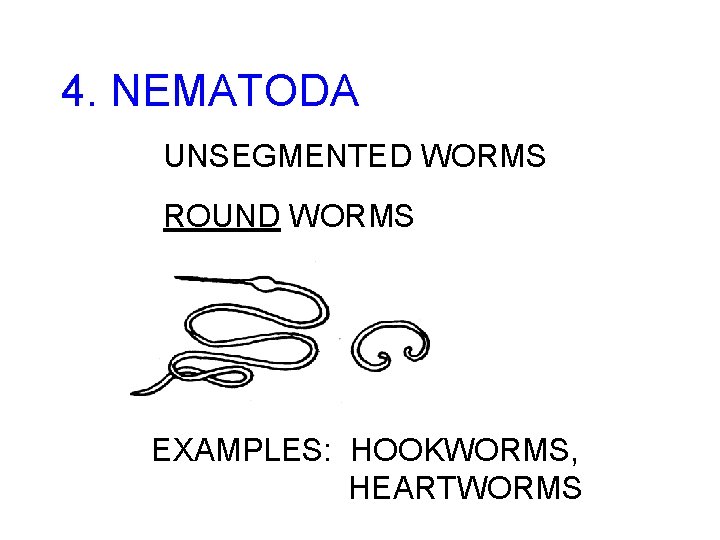 4. NEMATODA UNSEGMENTED WORMS ROUND WORMS EXAMPLES: HOOKWORMS, HEARTWORMS 