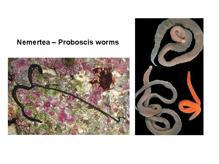 Nemertea – Proboscis worms 