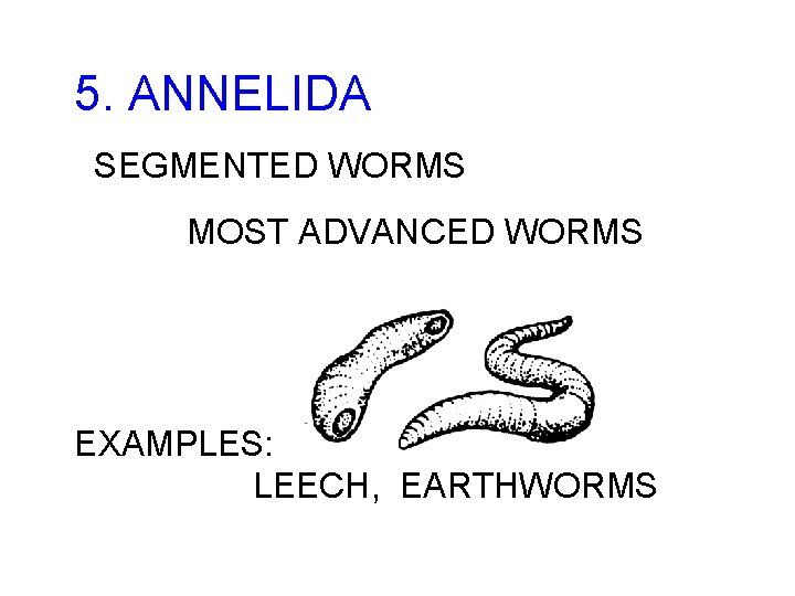 5. ANNELIDA SEGMENTED WORMS MOST ADVANCED WORMS EXAMPLES: LEECH, EARTHWORMS 